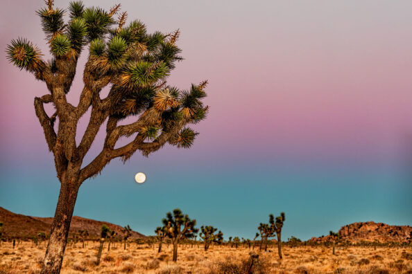 LANDSCAPES